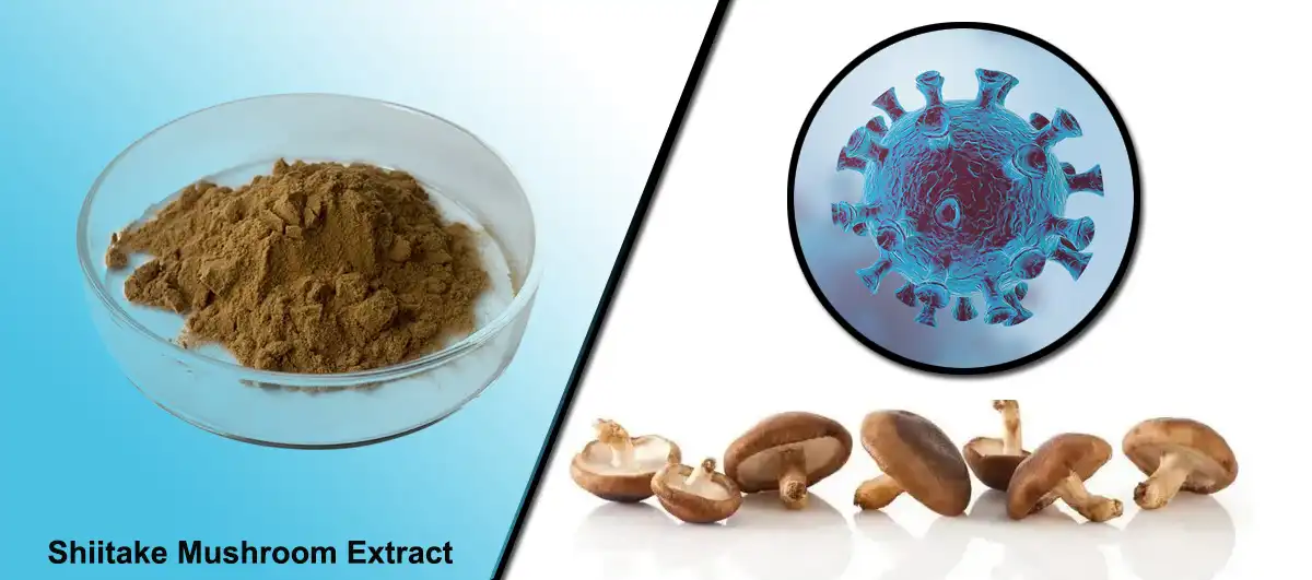 Shiitake Mushroom Extract Factory.jpg
